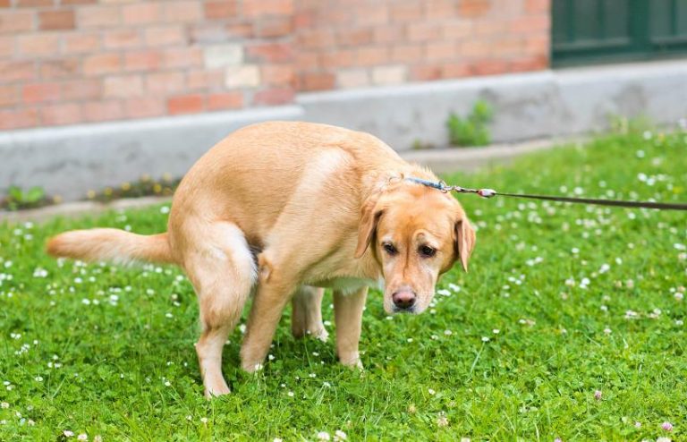 Mi Perro Hace Caca Con Moco Actualizado Junio 2024