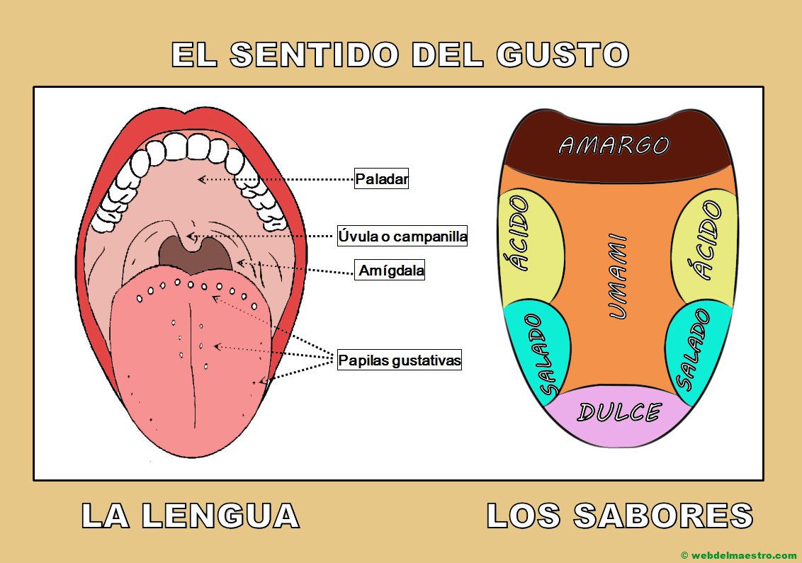 lengua-sentido-del-gusto-actualizado-febrero-2024