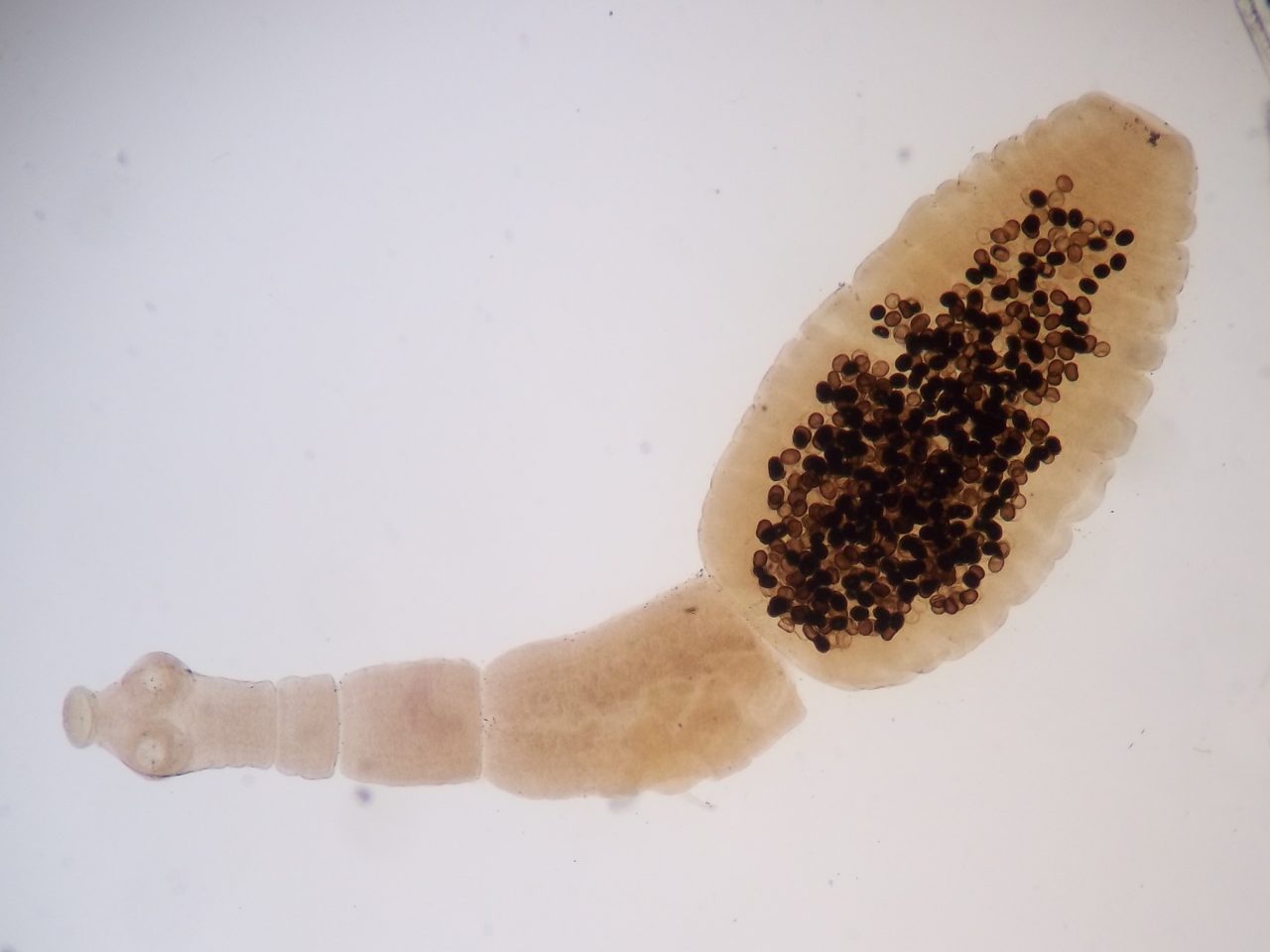 parasitos-de-gatos-en-forma-de-semilla-actualizado-abril-2023
