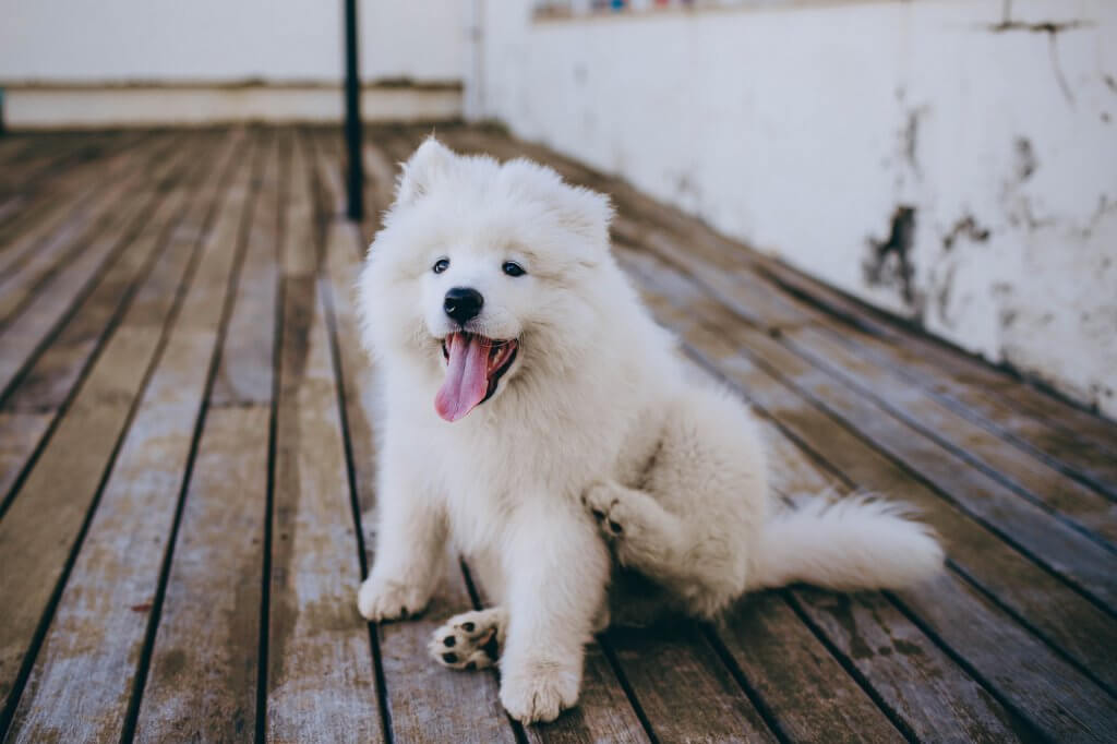 Mi perro tiene pulgas y duerme conmigo | Actualizado junio 2022