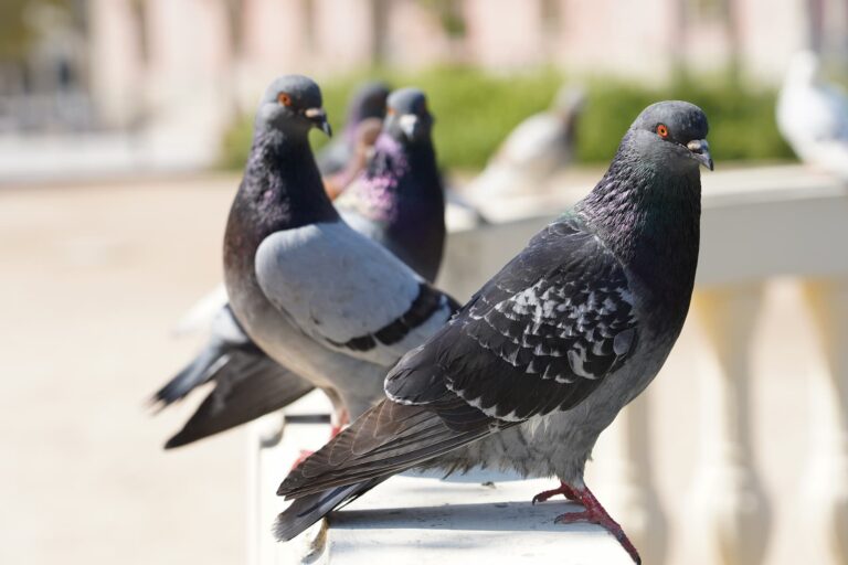 Cómo gestionar el impacto ambiental de las aves en entornos urbanos